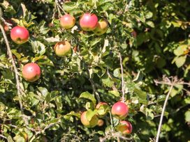 Orchard Cottage - Peak District - 6093 - thumbnail photo 4