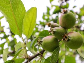 A close-up of apples and leaves on a tree at Rowantree in Beaufort, County Kerry