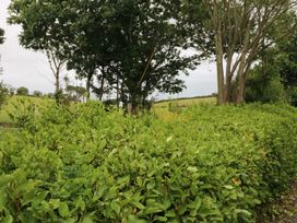 A hedge and trees with a grassy field in the background at Rowantree in Beaufort, County Kerry