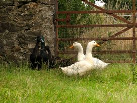 Grafog Farm Cottage - North Wales - 905146 - thumbnail photo 35