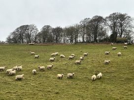 A field with sheep grazing at The Old Cart Shed in Winterborne Stickland