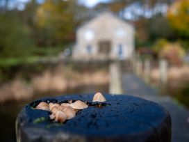 Mushrooms on a wooden post with a building in the background at Hammerhole near Hawkshead