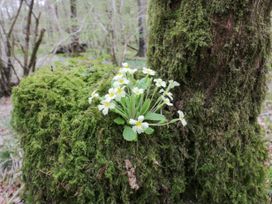 Cartmel Flat - Lake District - 917080 - thumbnail photo 28