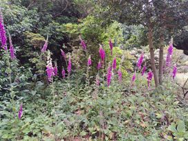 A garden with tall purple and white flowers and green foliage at West Ridge in Boscombe