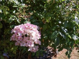 A cluster of pink flowers with green leaves at Seacrest Lodge in Scarborough