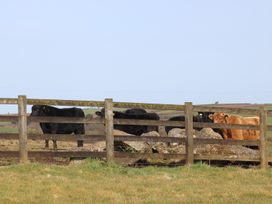 Foxes - Cornwall - 936311 - thumbnail photo 17