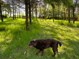 A grassy wooded area with trees a bench and a brown dog walking on the grass at Ash Cottage in Newcastle Emlyn