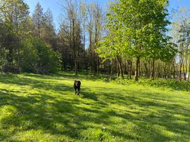 A dog running on grass with trees in the background at Cherry Cottage in Bryngwenith near Newcastle Emlyn