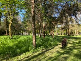 A grassy wooded area with a dog running towards a tennis ball in the air at Cherry Cottage in Bryngwenith near Newcastle Emlyn
