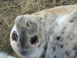 Berry Barn - Lincolnshire - 949128 - thumbnail photo 28