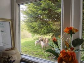 View through a window with sheep outside at The Old Workshop in Knowstone