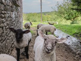 A group of sheep near a stone wall at The Old Workshop in Knowstone