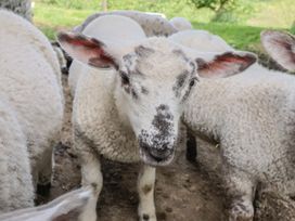 A close-up of a sheep outdoors at The Old Workshop in Knowstone
