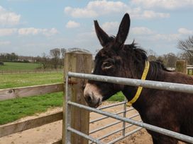 A donkey near a fence in a field at Keepers Cottage Sidmouth