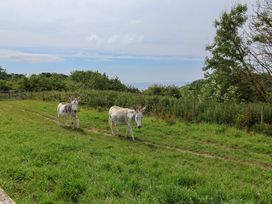 Two donkeys walking on a path with grass and trees at Keepers Cottage Sidmouth