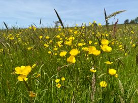 A field with yellow flowers and grass at Meadow Cottage in Golant, near Fowey