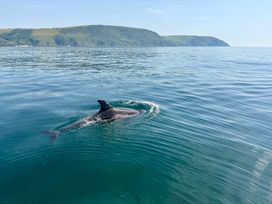 A dolphin swimming in calm water near hills at Meadow Cottage in Golant, near Fowey