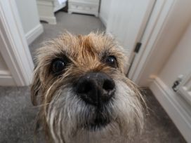 A dog's face in a hallway at Coastal Cottage The Bay near Filey