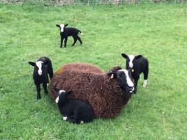 Shepherd's View - Shropshire - 968475 - thumbnail photo 17