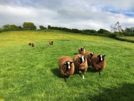 Shepherd's View - Shropshire - 968475 - thumbnail photo 20
