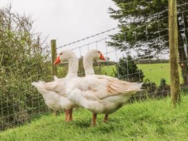 Wren Cottage - Devon - 971299 - thumbnail photo 15