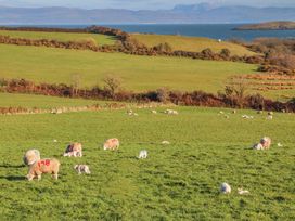 A field with sheep and lambs grazing and resting with hills and a body of water in the background at Bryn Ffynnon in Bryncroes near Aberdaron