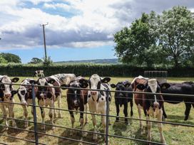 A group of cows behind a fence at The Old Log Shed in Honiton