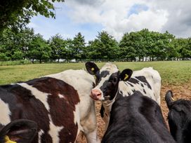 Cows in a field at The Old Log Shed in Honiton