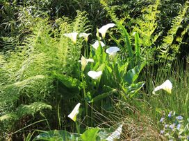 Harry - Cornwall - 976286 - thumbnail photo 18