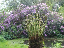 A cluster of young fern fronds with curled tips in front of purple flowering shrubs and a pond at Tom in Blisland