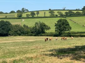 A field with cows grazing at Kingbarth in Lerryn