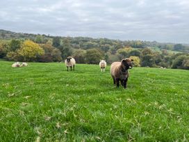 A field with sheep and trees in the background at Shepherds Cabin at Titterstone