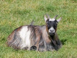 A goat lying on the grass at Caner Bach Lodge in Blackmill