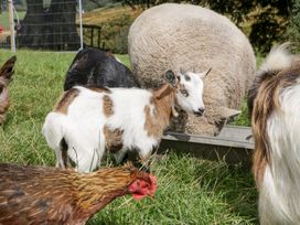 A sheep and goat grazing with chickens in a field at Caner Bach Lodge, Blackmill
