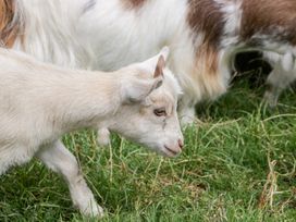 A goat grazing in the grass at Caner Bach Lodge in Blackmill