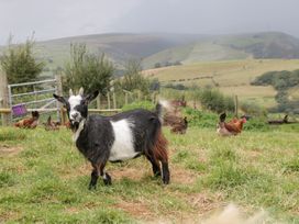 A goat and chickens in a field at Caner Bach Lodge in Blackmill