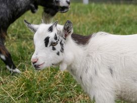 Caner Bach Lodge - South Wales - 983095 - thumbnail photo 34