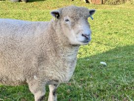 A sheep on grass at Caner Bach Lodge in Blackmill