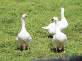 Brook Lodge - Mid Wales - 983486 - thumbnail photo 25