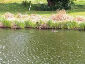 A pond with grass and a duck at Links View in Fritton