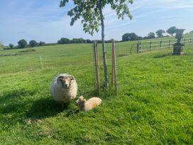 A sheep and a lamb with a tree in a field at Maple Cottage Buckland Newton near Dorchester