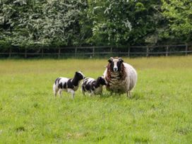 A sheep and two lambs standing on grass in a field with a wooden fence and trees in the background at Hazel Manor Wing in Painswick