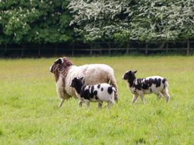 A sheep and two lambs standing on grass in a field with trees in the background at Hazel Manor Wing in Painswick
