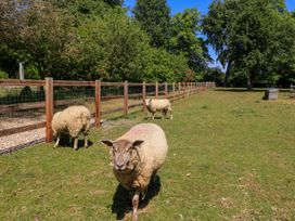A fenced grassy field with three sheep and trees in the background at Garden Cottage in Black Bourton near Burford
