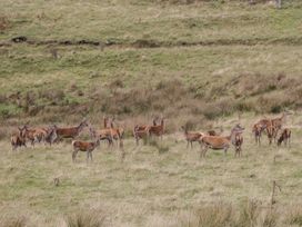 Burnside Lodge (Lodge 1, Glengoulandie) - Scottish Lowlands - 991340 - thumbnail photo 20