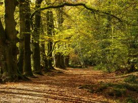 A forest path surrounded by trees and fallen leaves at 4 Water's Edge, Lanreath