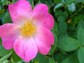 A pink flower with yellow stamens and green leaves at The Patio Flat in Bodmin Moor