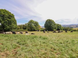A field with cows grazing at Ty Berllan in Caersws