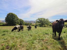 Cows grazing in a field at Ty Berllan in Caersws
