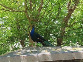 Beggars Roost - Cornwall - 993864 - thumbnail photo 3